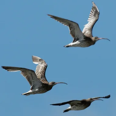 C’est quoi cet oiseau que j’ai vu sur le Bassin ?