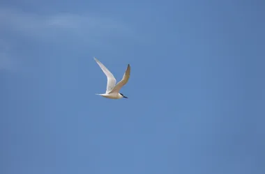 Sortie naturaliste La migration des oiseaux