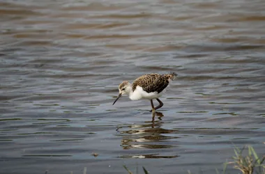 Samedi comptage à Terres d’Oiseaux