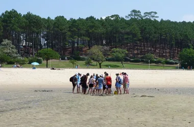 Visite guidée : La vie secrète du banc de sable de Pereire