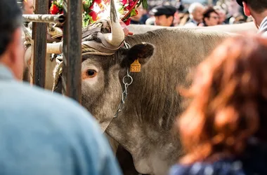 Fête des Boeufs Gras de Bazas