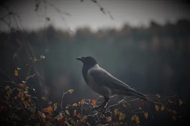 Balade nature “Oiseaux de mauvaises augures”