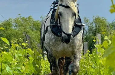 Atelier sensibilisation à la biodynamie dans les vignes et dans le vin