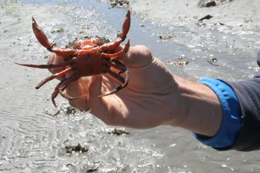 “Pince mi pince moi “, petite pêche aux crabes