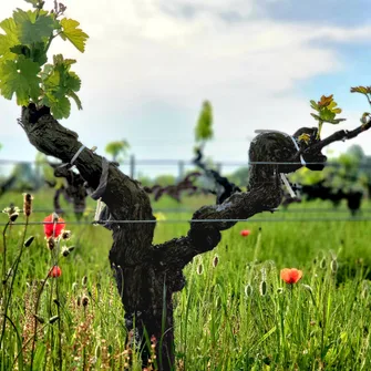 L’Apéro dans les Vignes au Château Hourtin-Ducasse