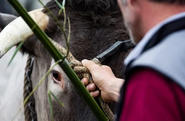 Fête des Boeufs Gras de Bazas