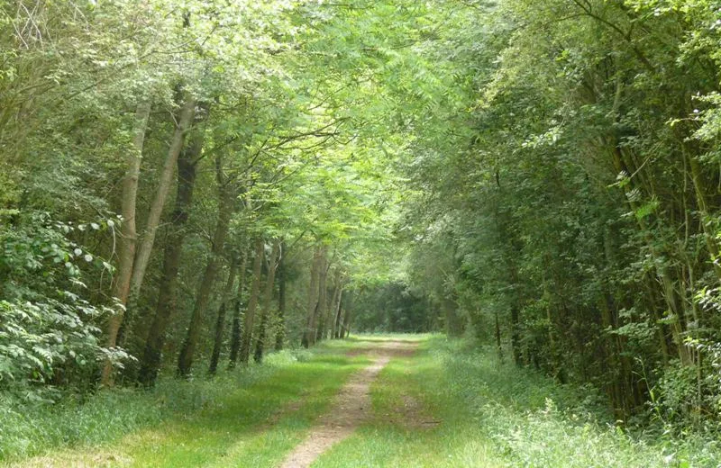 Le bois de la Ringoire - Bois de Brassioux