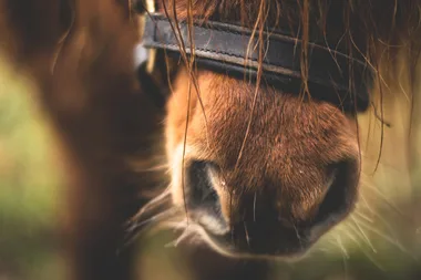 36ème Journée de l’âne et du cheval