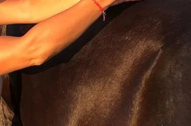 Massage dynamisant cheval de trait et d'attelage
