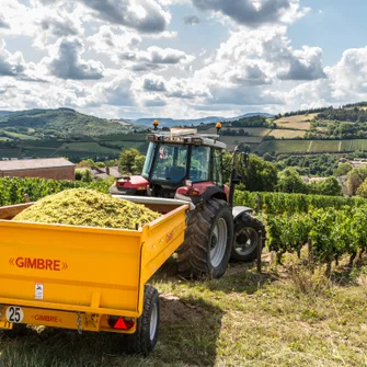 Immersion au cœur des vendanges