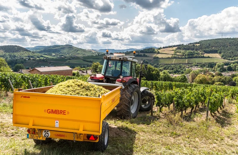 Immersion au cœur des vendanges