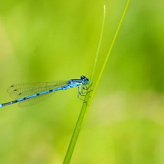 Escapades nature : “Insectes, qui êtes-vous ?”