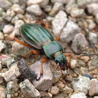 Escapades nature : petites bêtes des sols