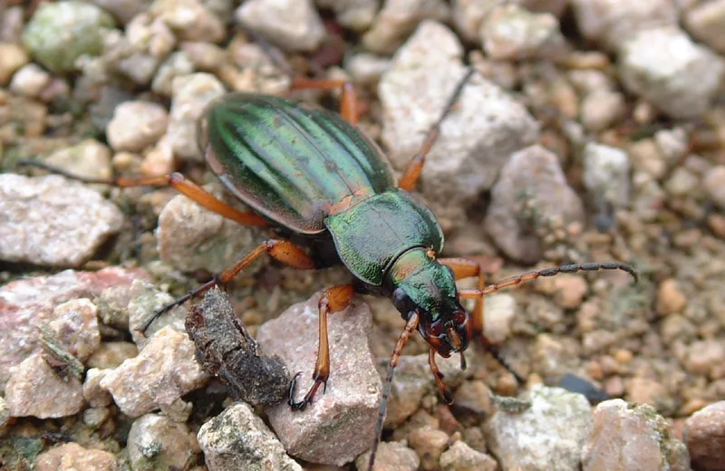 Escapades nature : petites bêtes des sols