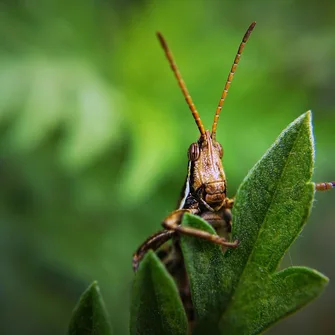 Atelier Aventures Mômes : Quand les insectes auront des dents