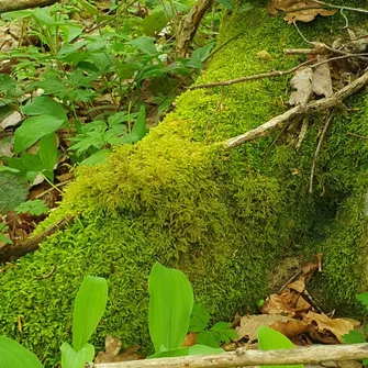 Évasion Sonore en Forêt