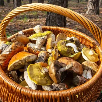 Le monde mystérieux des champignons