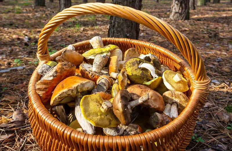 Le monde mystérieux des champignons