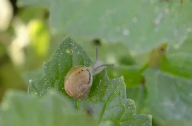 Grosnescargot – L’Escargot des Grosne