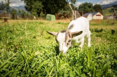 Dwarf goat - Farm