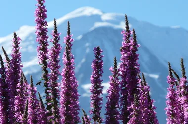 Loosestrife and Mont Blanc