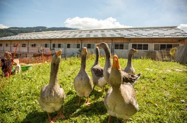 Farm geese