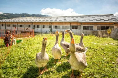Geese - Farm