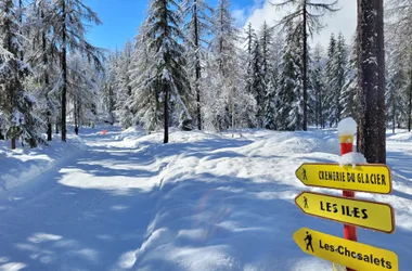 Cross-country skiing route in the forest