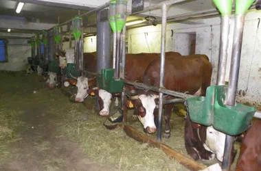 Milking cows