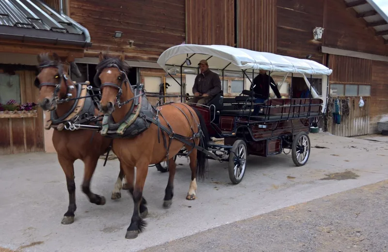 Horse-drawn carriage ride
