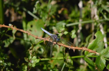 Libellula-depressa--PBenson