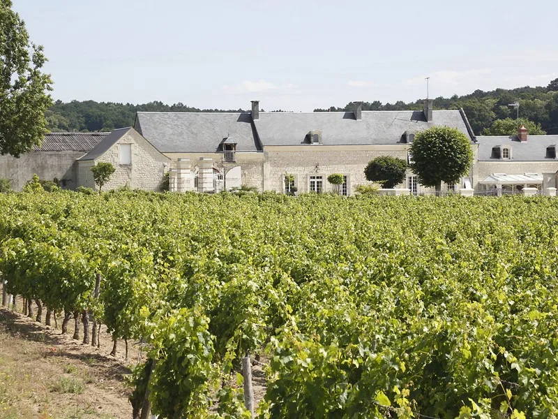 Domaine de la Chanteleuserie - Le vignoble