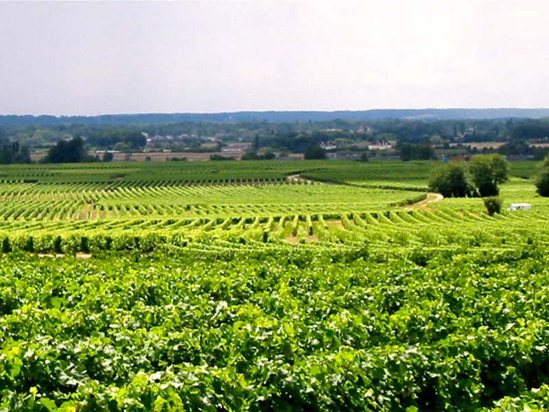 Cave des vins de Bourgueil - Robert et Marcel