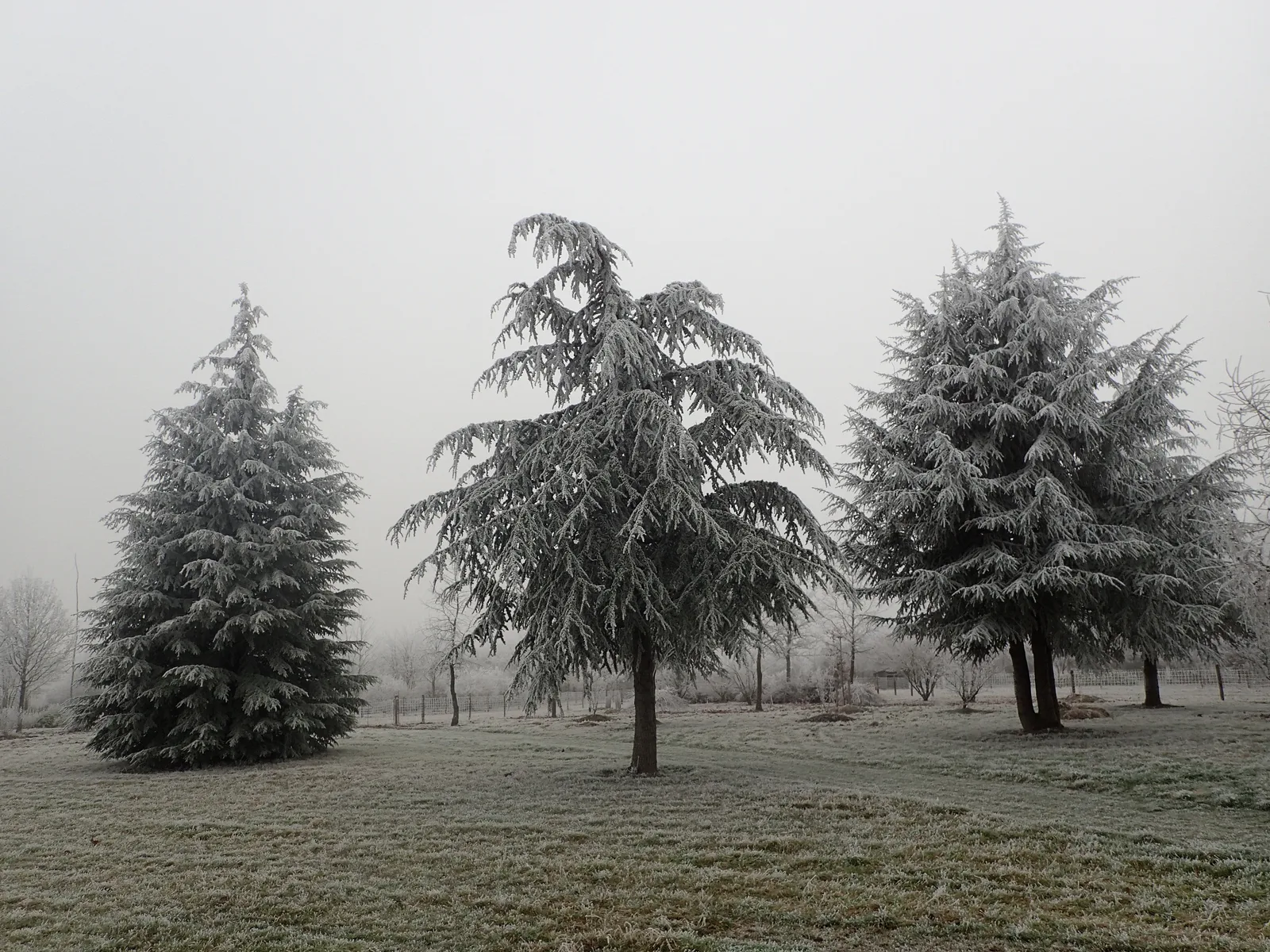 arbres hiver