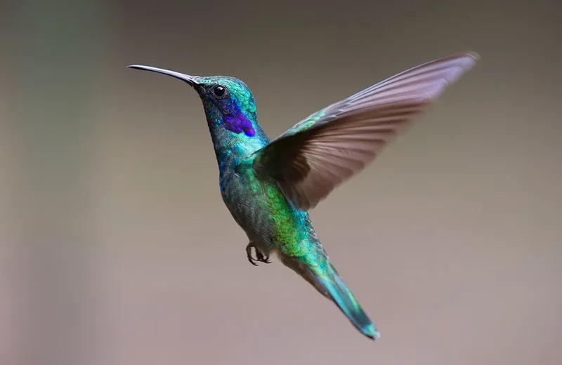 hummingbird-2139279_1280