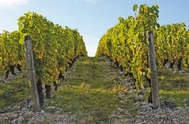 Domaine du Margalleau – Bruno et Jean-Michel Pieaux