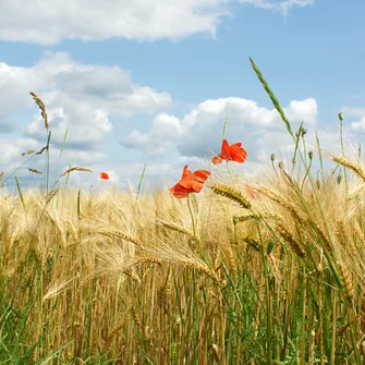 La Beauce au Naturel