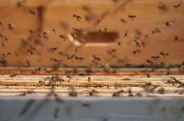 St FIRMIN SUR LOIRE - Du miel dans les salades- abeilles