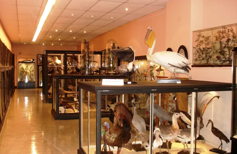 Musée des beaux-arts et d'histoire naturelle de Châteaudun