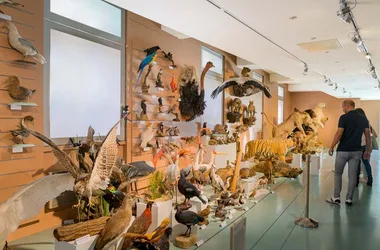 Muséum d'histoire naturelle de Tours