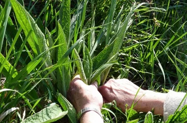 Cueillette et cuisine des plantes sauvages comestibles