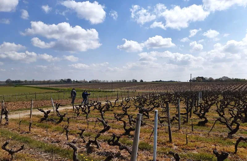 Sentier entre Loire et vignes