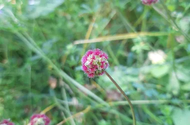 PLUME DE NATURE