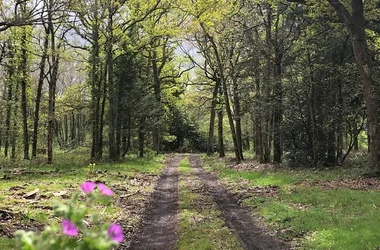 Forêt de Beaumont-Louestault