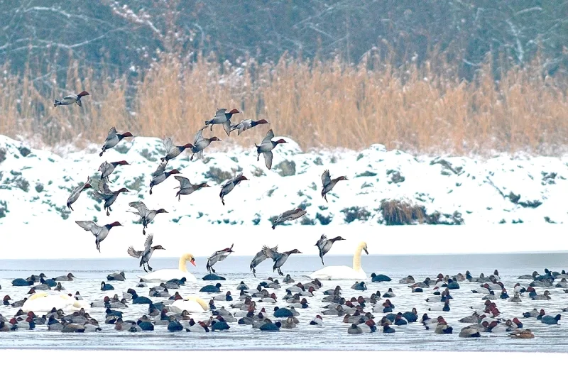 Oiseaux d’eau hivernants