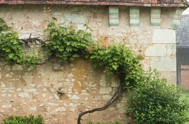 Aux portes de la Touraine - Vigne vierge le long d'un mur