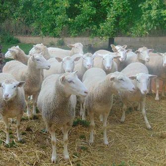 Ferme de Léontine