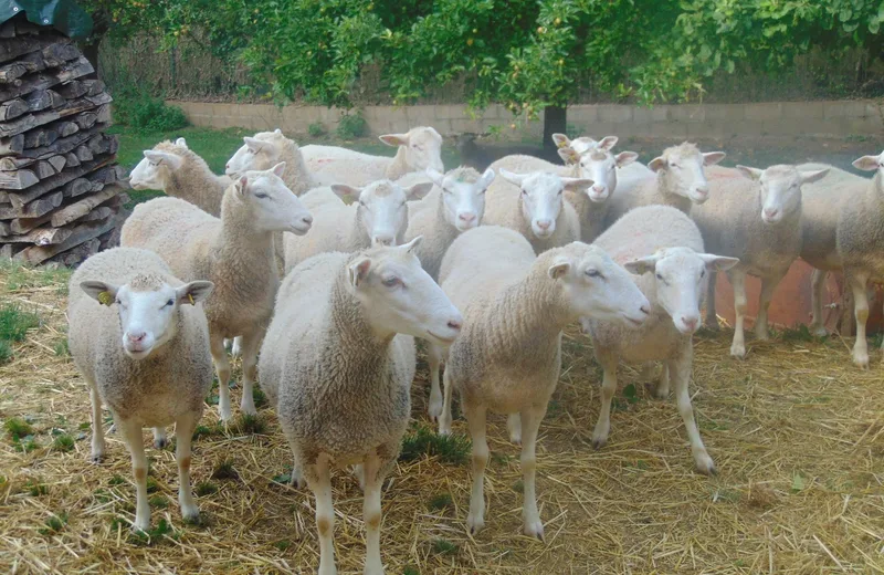 Ferme de Léontine