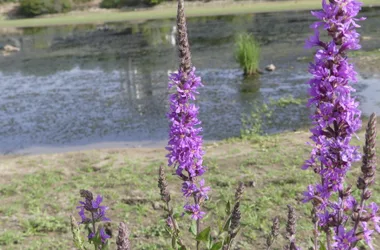 La nature à fleur de sens – Balades à la découverte des plantes sauvages