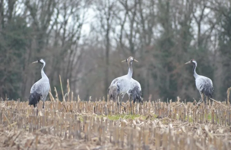 Le Grand voyage des Grues cendrées (en famille) Du 23 nov au 7 déc 2024